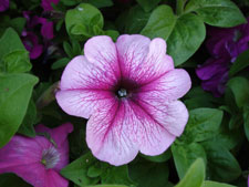 bloom in mid spring