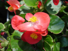 mid spring