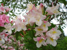 My neighbor's flowers, mid spring