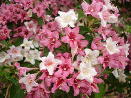 My neighbor's flowers, mid spring