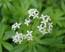 My neighbor's flowers, late spring.