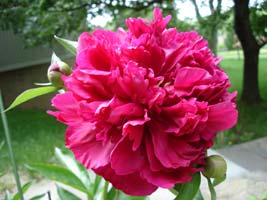 My red Peony, bloom in late spring.&nbsp; Planted by my father in 2001.