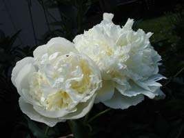 My white Peony, bloom in late spring.
