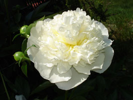 My white Peony, bloom in late spring.