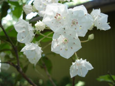 My neighbor's Mountain Laurel, bloom in late spring.