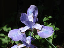 My Iris, bloom in late spring.