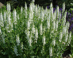 My neighbor's flowers, late spring