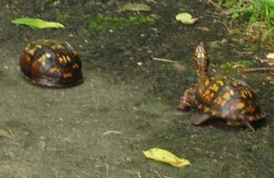Turtles on the walking path in my neighborhood
