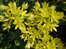 My neighbor's flowers, late spring