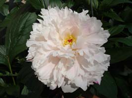 My pink Peony, bloom in late spring