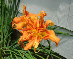 My friend's Day Lily, bloom in early summer. Maryland U.S.A. 2005