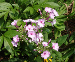 My friend's Flox, bloom in mid summer. Maryland U.S.A. 2005