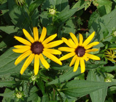 My friend's Black Eye Susan, bloom in early-mid summer. Maryland U.S.A. 2005