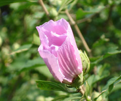 My neighbor's Rose of Sharon, bloom in early-mid summer. Maryland U.S.A