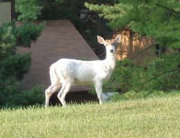 My backyard animal, a white deer