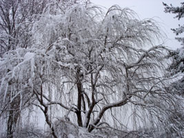 Snow on my Higan Cherry tree.&nbsp; Snow storm 2/11/2006