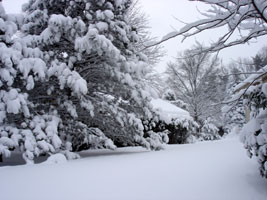 My side yard.&nbsp; Snow storm 2/11/2006