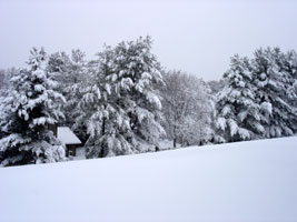 A North East view from my backyard.&nbsp; Snow storm 2/11/2006
