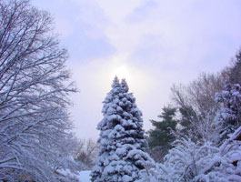 Light on a christmas tree.&nbsp; Snow storm 2/11/2006