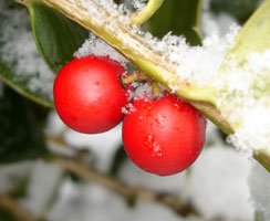 Bright red berries of myHolly tree.&nbsp; Snow storm 2/11/2006
