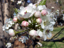 My Quicking Aspen, early bloom, early spring