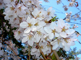 My Higan Cherry, at its peak, early spring
