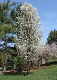 My Quicking Aspen, full bloom, early spring