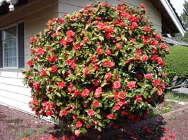 My friend Tracy's Tea Rose, Mercer Island, Washington.&nbsp; Early Spring.