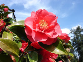 Close up view of the Tea Rose, at my friend Tracy's front yard. WA.&nbsp; Early Spring