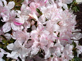 My friend Tracy's Azaleas, Mercer Island, Washington.&nbsp; Early Spring