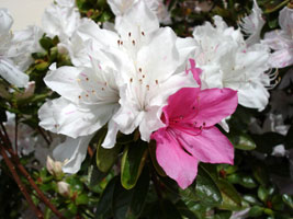 My friend Tracy's Azaleas in Mercer Island, Washington.&nbsp; Early spring