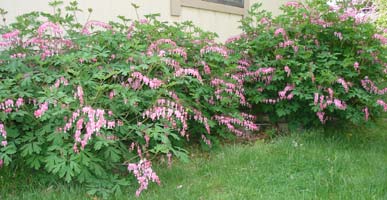 My Bleeding Heart, next to my garage, mid spring, last 5 weeks or more.