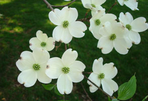 My neighbor's white dogwood, mid spring