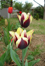My friend Lisa's Tulips, McLean, Virginia.&nbsp; Early spring