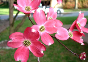 my neighbor's pink dogwood, mid spring