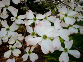 my neighbor's pale pink dogwood, mid spring