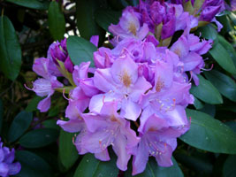 My neighbor's Rhododendron, late spring