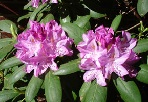 My neighbor's Rhododendron, mid spring