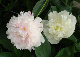 My pink and white Peony, bloom in late spring
