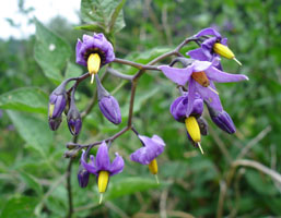 My neighbor's flowers, bloom in late spring.