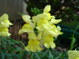 My yellow Iris, bloom in late spring and last through mid summer!