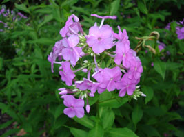 unknown name, bloom in mid summer. Glen Echo Park, Maryland U.S.A. 2006