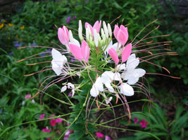 unknown name, bloom in mid summer. Glen Echo Park, Maryland U.S.A. 2006
