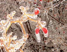Icing on the berries of my Chinese Fringe tree.&nbsp; Ice storm 2/14/2007