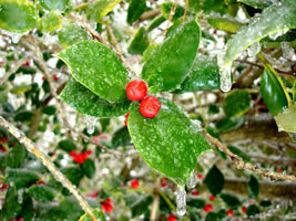 Icing on my Holly.&nbsp; Ice storm 2/14/2007