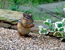 My backyard friend Elvan, 2007