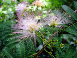 Unknown species, Glen Echo Park, MD, U.S.A. bloom in early summer, 2007