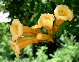 unknown species, Glen Echo Park, MD, U.S.A., bloom in early summer.&nbsp; 2007