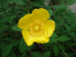 In my side yard, blooms in early summer.