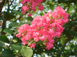 Crape Myrtle, bloom in early-mid summer, last 6 or more weeks. Maryland U.S.A.